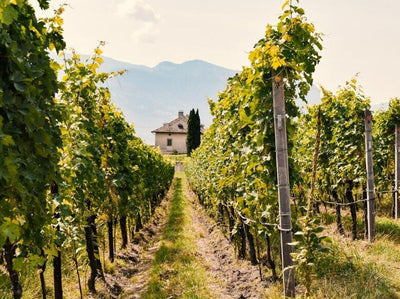 A beautiful vineyard where Laylo's Sauvignon Blanc was made. 