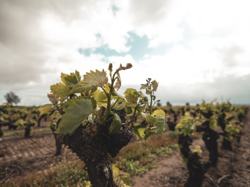 Pre-order: DOC DoTejo Reserva