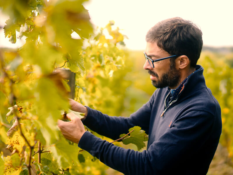 Winemaker Pierre-Jean Sauvion working in his vineyard. 